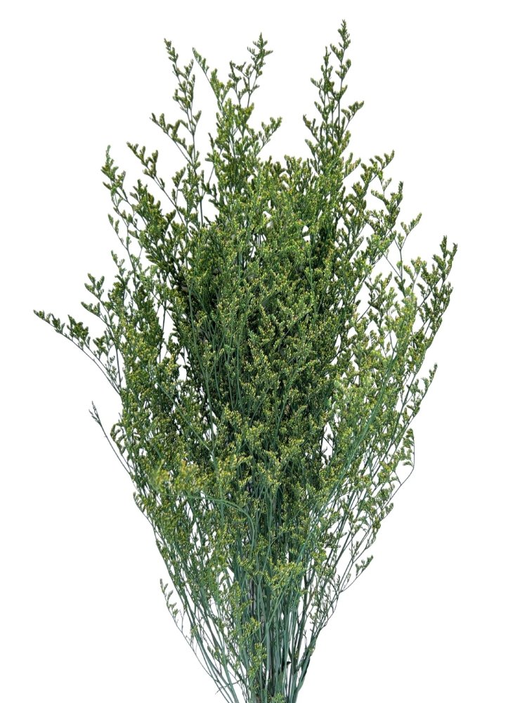 Misty (Sea lavender)-Limonium sinuatum - Dry Flowers Traders | Dried and Preserved Flowers