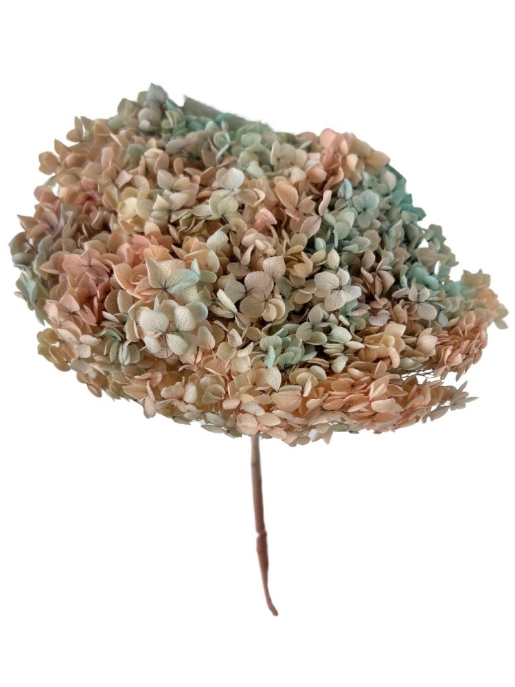 Hydrangea's (Annabelle Variety) Macrophylla - Dry Flowers Traders | Dried and Preserved Flowers