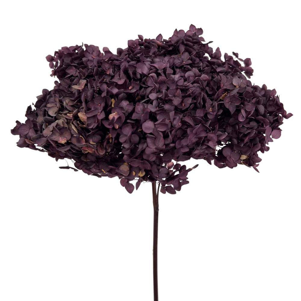 Hydrangea Macrophylla (Annabelle) - Dry Flowers Traders | Preserved Flowers