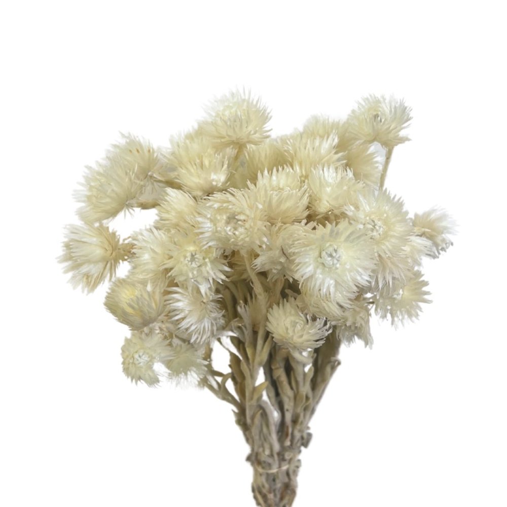 Rock Flower (Heath Asters) - Dry Flowers Traders | Dried and Preserved Flowers