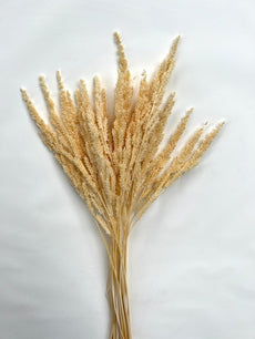 Cloud Ears/Straight Amaranthus (Cruentus) - Dry Flowers Traders | Dried and Preserved Flowers