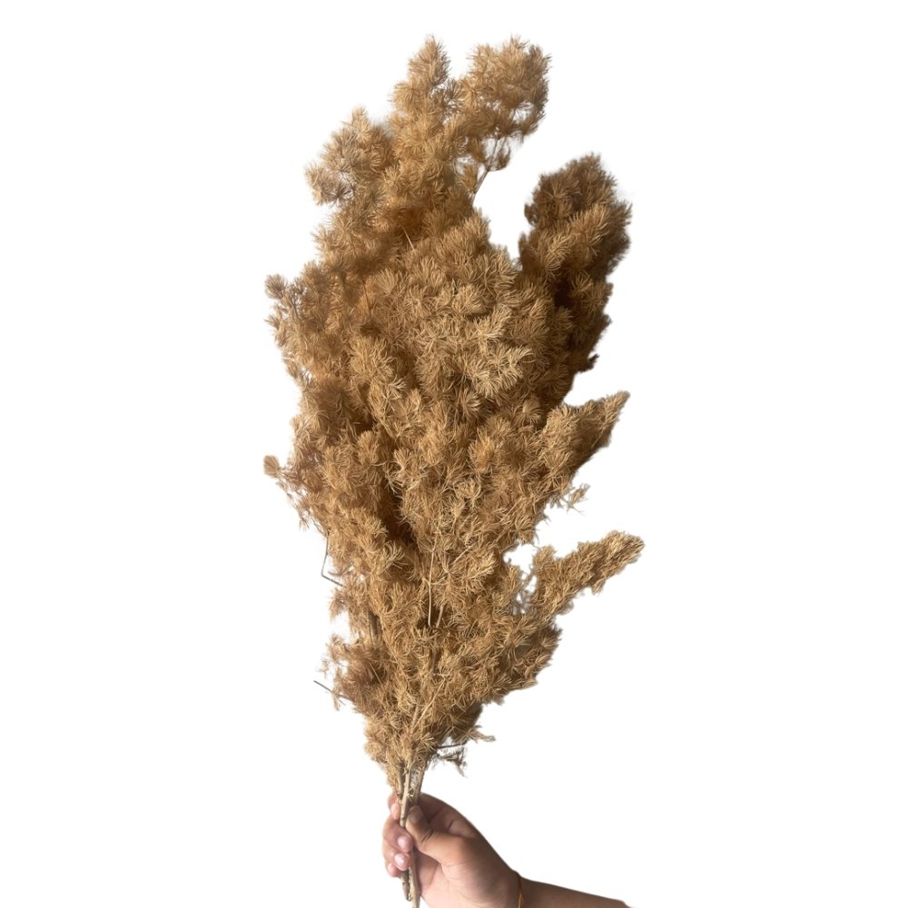 Ming Fern - Asparagus myriocladus - Dry Flowers Traders | Dried and Preserved Flowers
