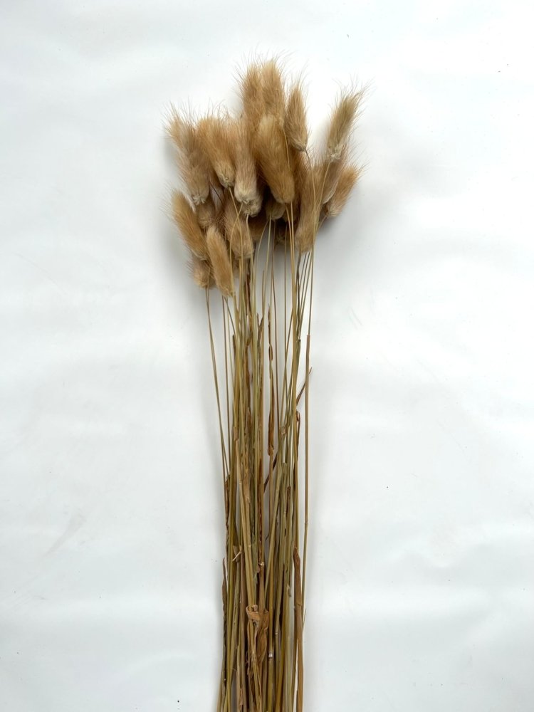 Bunny Tails (Lagurus ovatus) - Dry Flowers Traders | Dried and Preserved Flowers