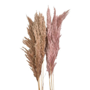 Mini Pampas Grass or Brush the Dust (Cortaderia selloana) - Dry Flowers Traders | Dried and Preserved Flowers