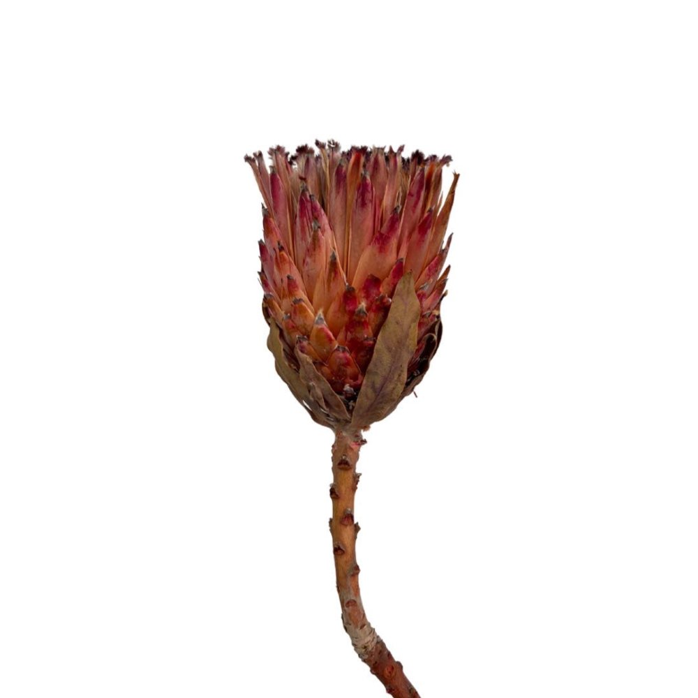 Queen Protea - Dry Flowers Traders |