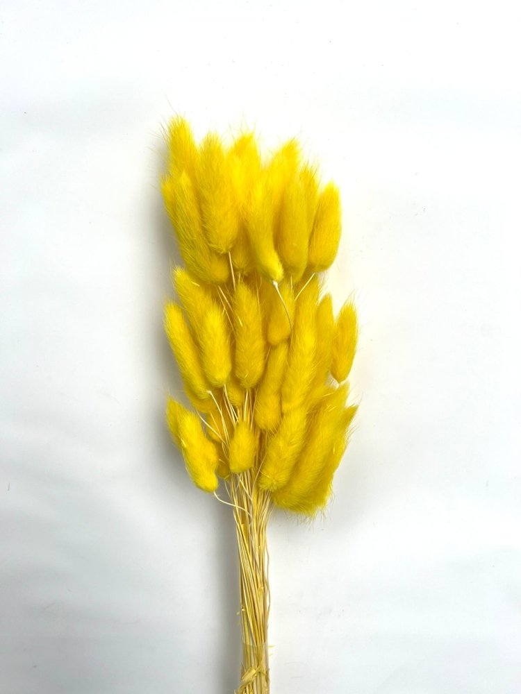 Bunny Tails (Lagurus ovatus) - Dry Flowers Traders | Dried and Preserved Flowers