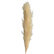 Preserved Pampas Grassland-Cortaderia selloana - Dry Flowers Traders | Dried and Preserved Flowers