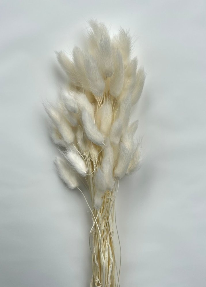 Bunny Tails (Lagurus ovatus) - Dry Flowers Traders | Dried and Preserved Flowers