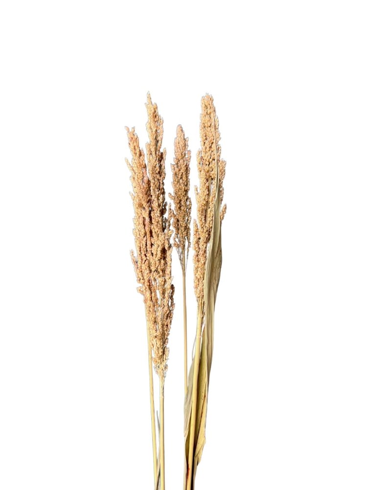 Sorghum Bicolor - Dry Flowers Traders | Dried and Preserved Flowers