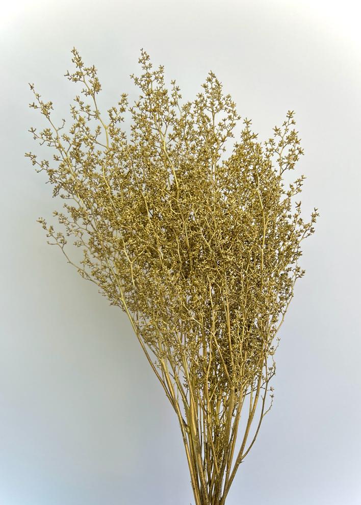 Stirlingia Latifolia - Dry Flowers Traders | Dried and Preserved Flowers