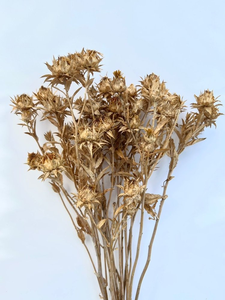 Safflower - Dry Flowers Traders |