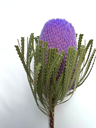 Hookeriana Banksia - Dry Flowers Traders | Dried and Preserved Flowers