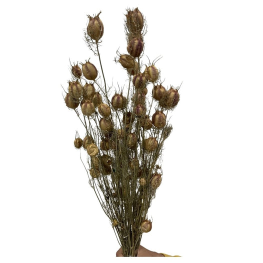 Nigella Orientalls Flower - Dry Flowers Traders | Dried Flowers