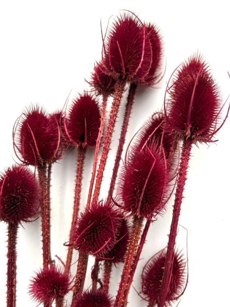 Thistle (Cirsium Arvense) - Dry Flowers Traders | Dried and Preserved Flowers
