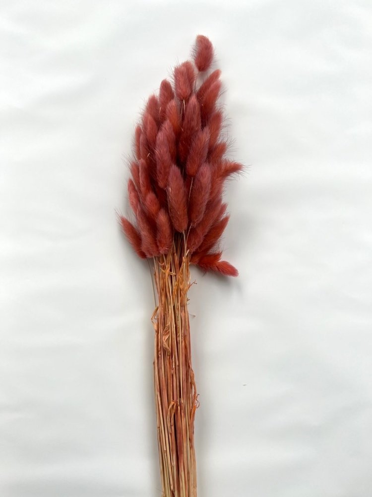 Bunny Tails (Lagurus ovatus) - Dry Flowers Traders | Dried and Preserved Flowers