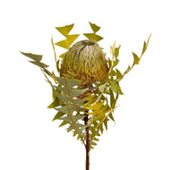 Dry Apple Banksia (Baxteri) - Dry Flowers Traders | Dried and Preserved Flowers