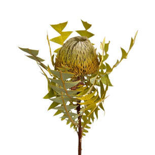 Dry Apple Banksia (Baxteri) - Dry Flowers Traders | Dried and Preserved Flowers