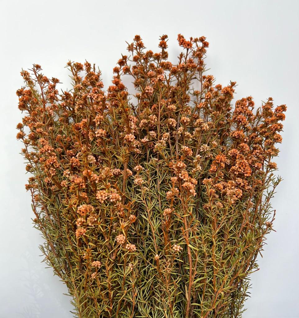 Native Ti Tree-Leptospermum scoparium