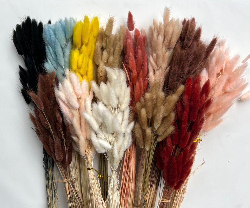 Bunny Tails (Lagurus ovatus) - Dry Flowers Traders | Dried and Preserved Flowers