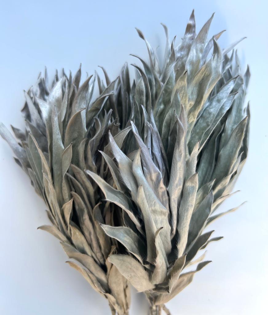 Silver Leucadendron - Dry Flowers Traders |
