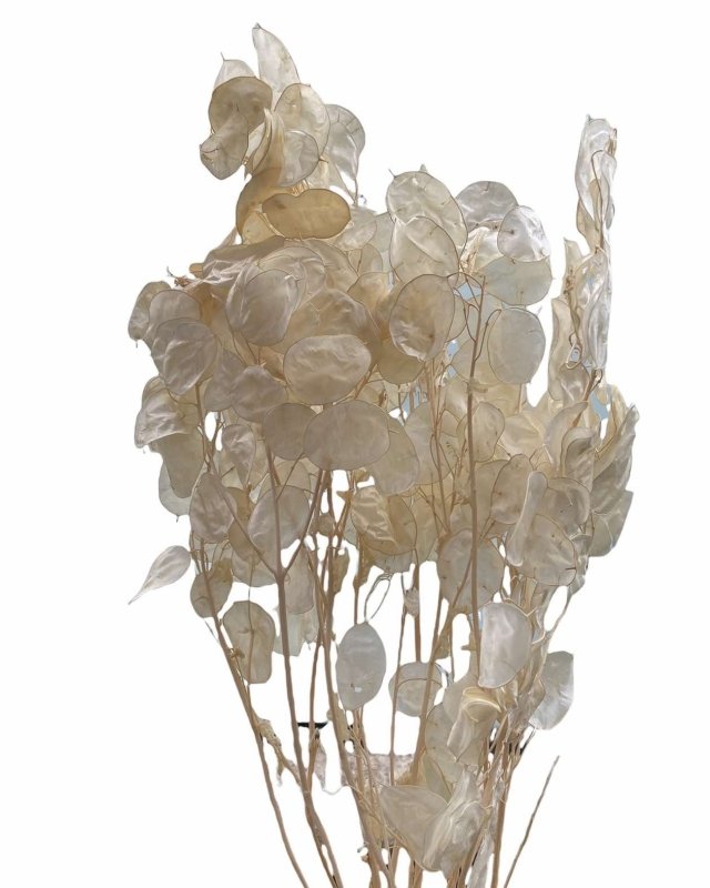 Honesty (Lunaria annua) - Dry Flowers Traders | Dried and Preserved Flowers