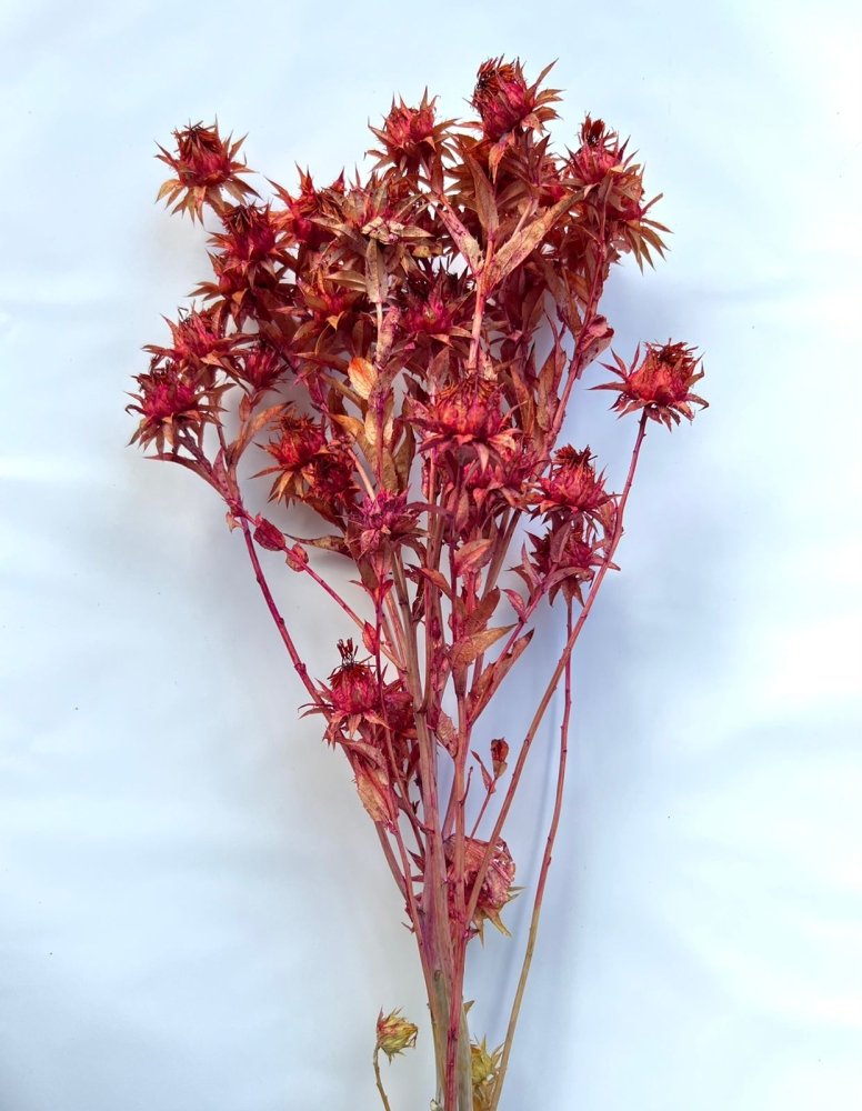 Safflower - Dry Flowers Traders |
