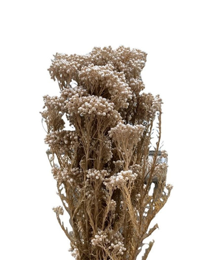Rice Flower (Ozothamnus Diosmifolius) - Dry Flowers Traders | Dried and Preserved Flowers