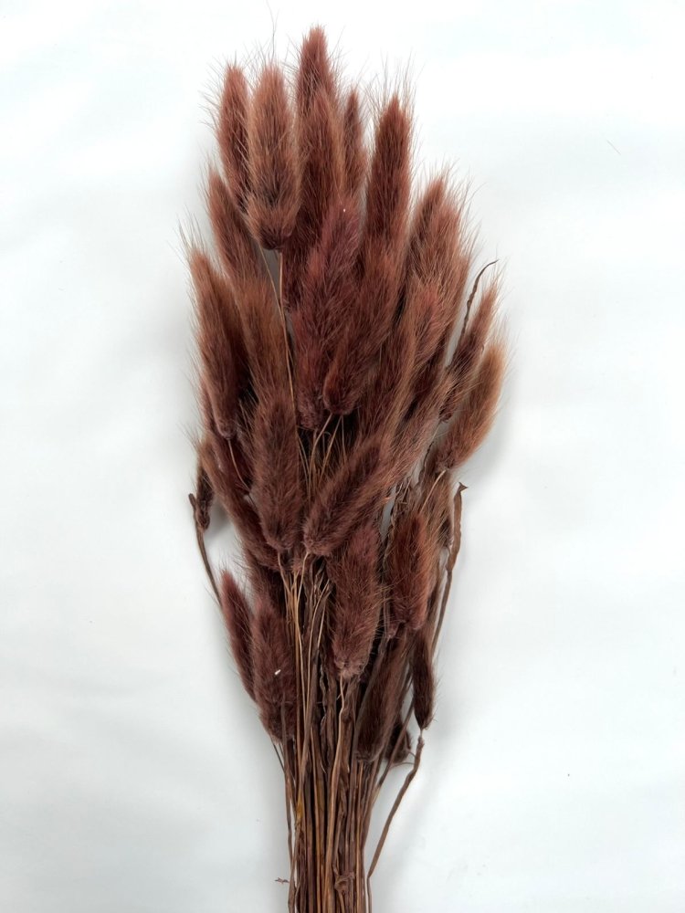 Bunny Tails (Lagurus ovatus) - Dry Flowers Traders | Dried and Preserved Flowers