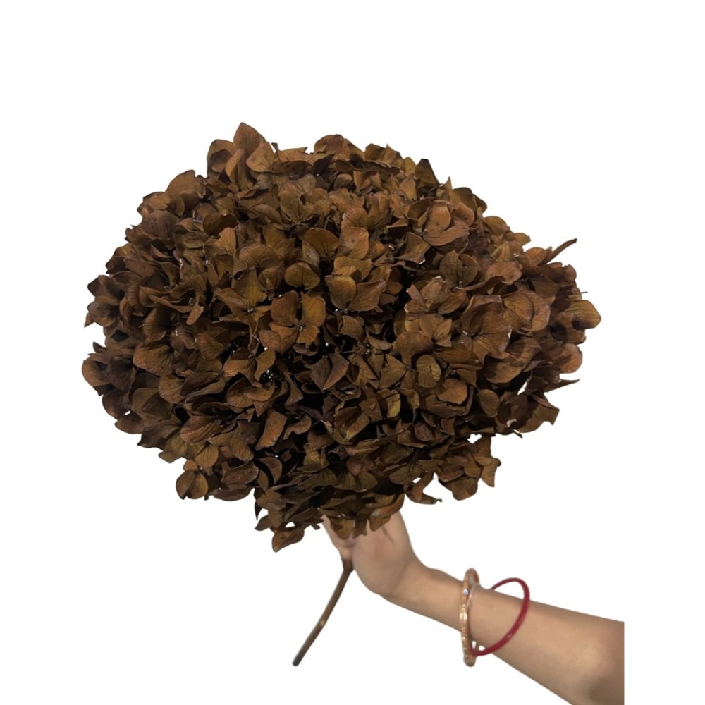 Hydrangea's (Big Petals) Macrophylla - Dry Flowers Traders | Dried and Preserved Flowers