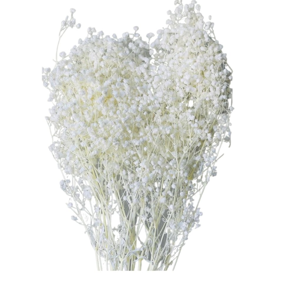 Baby Breath (Gypsophila Paniculata) - Dry Flowers Traders | Dried and Preserved Flowers