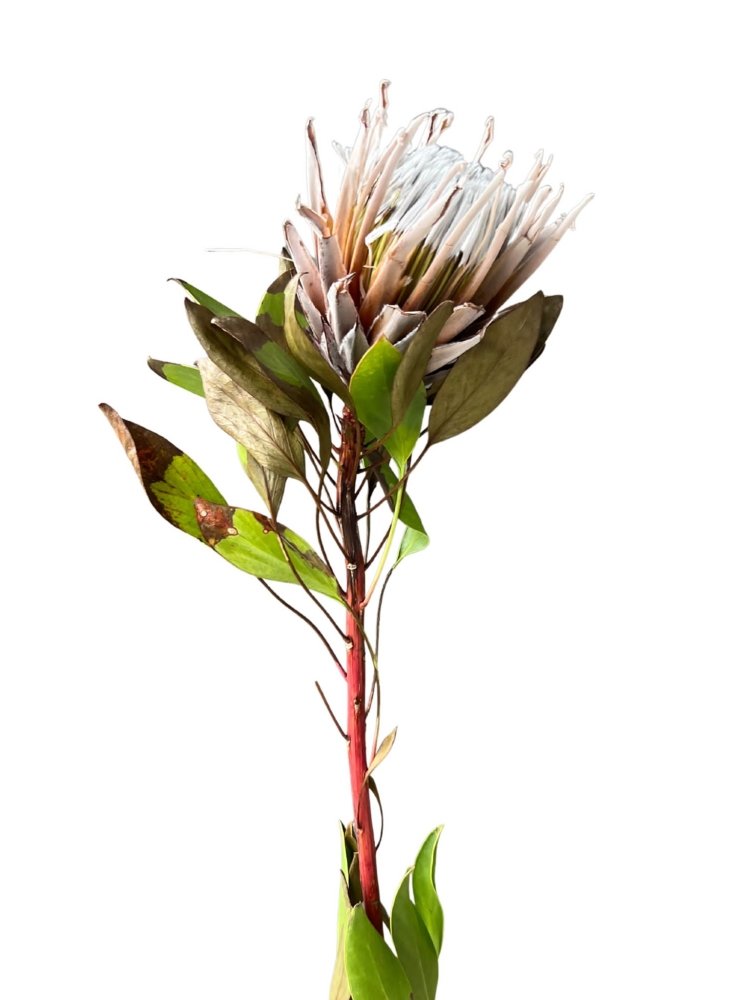 King Protea - Dry Flowers Traders |
