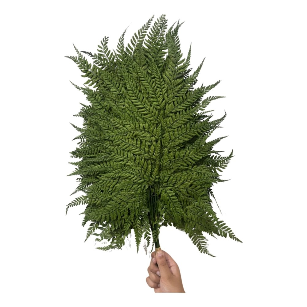 Mini Leather Fern (Rumohra adiantiformis) - Dry Flowers Traders | Dried and Preserved Flowers