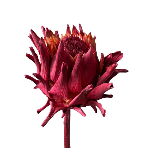 Artichoke (Cynara cardunculus) - Dry Flowers Traders |