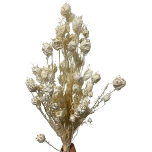 Nigella Orientalls Flower - Dry Flowers Traders | Dried Flowers