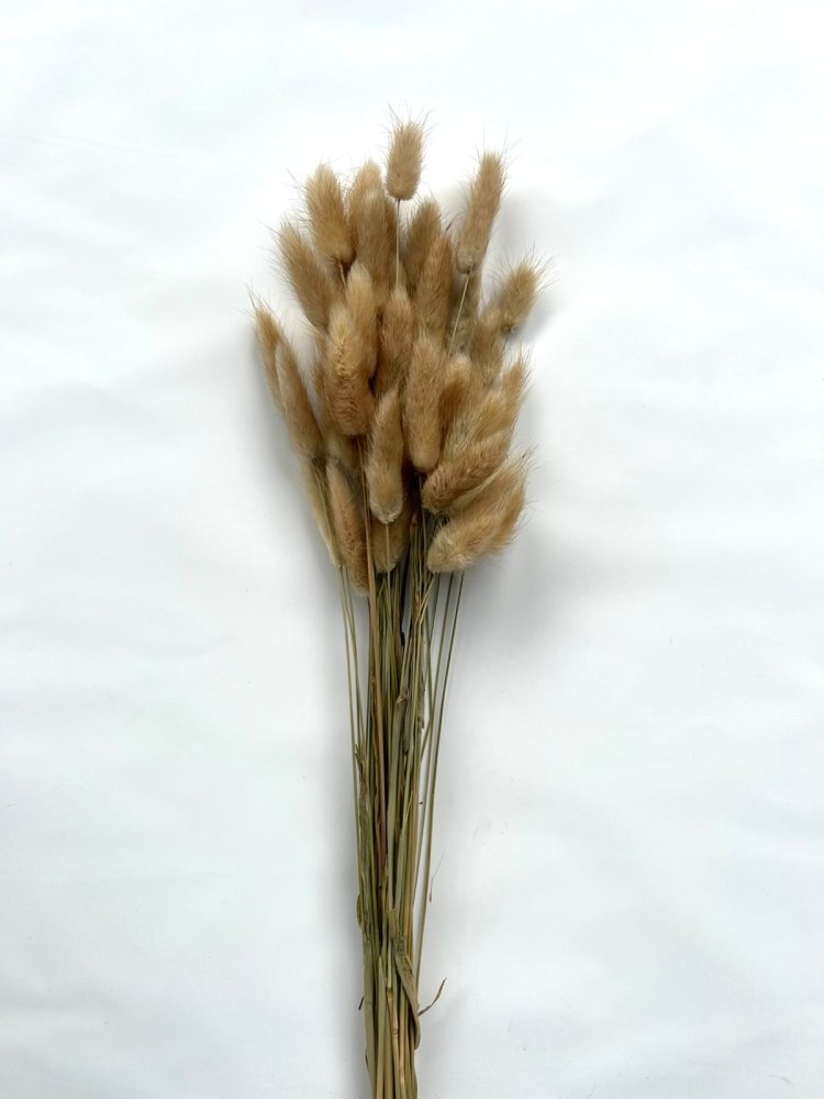 Bunny Tails (Lagurus ovatus) - Dry Flowers Traders | Dried and Preserved Flowers