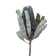 Menziesii Banksia