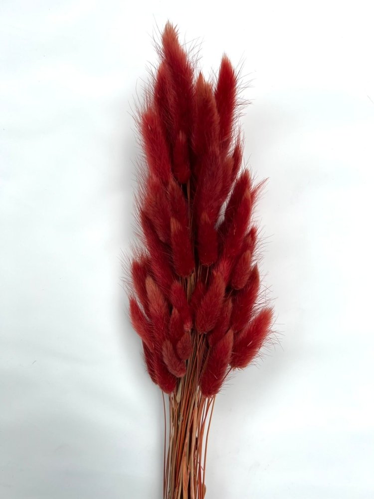 Bunny Tails (Lagurus ovatus) - Dry Flowers Traders | Dried and Preserved Flowers