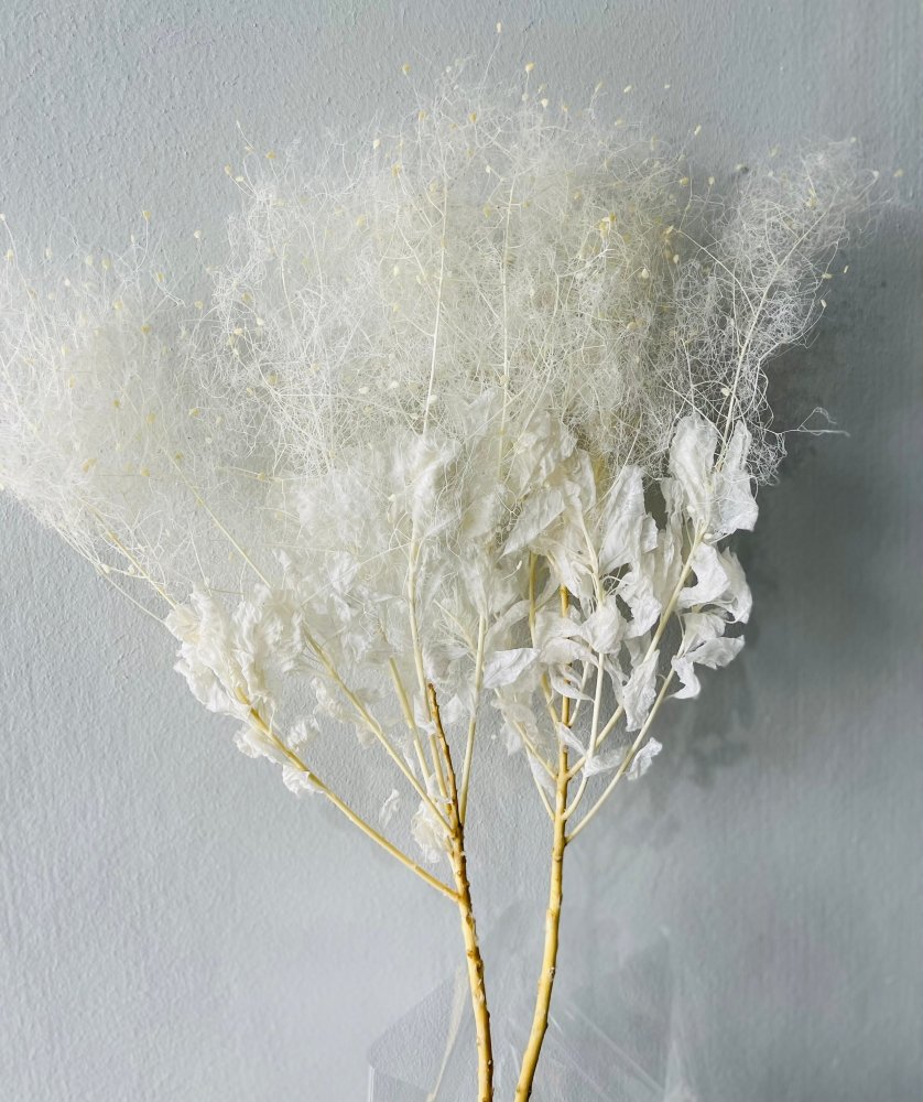 Smoke Bush - Dry Flowers Traders | Dried Flowers