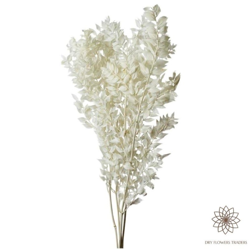 Italian Ruscus Aculeatus - Dry Flowers Traders