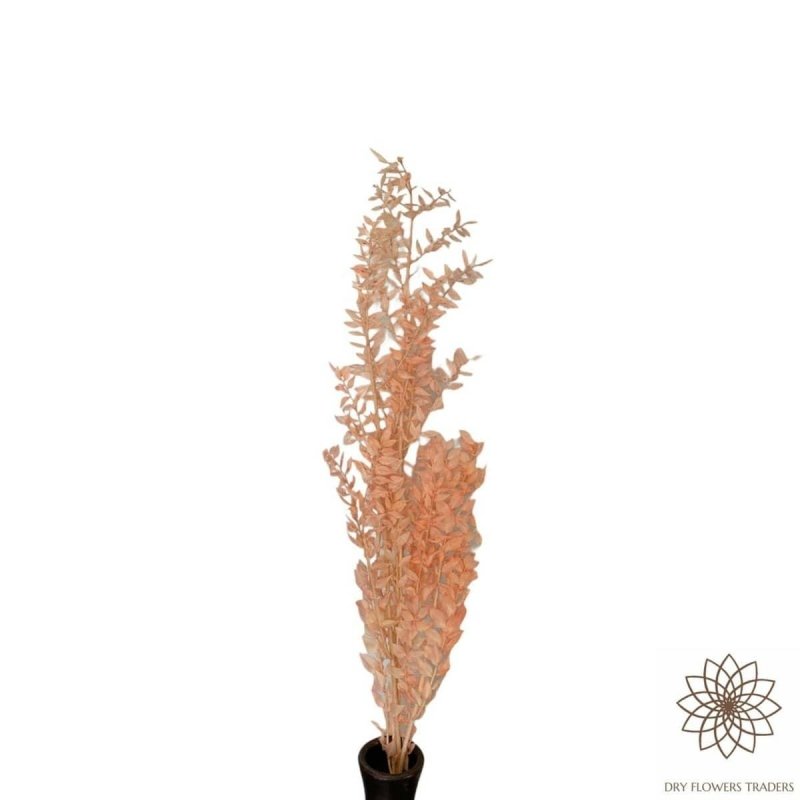 Italian Ruscus Aculeatus - Dry Flowers Traders