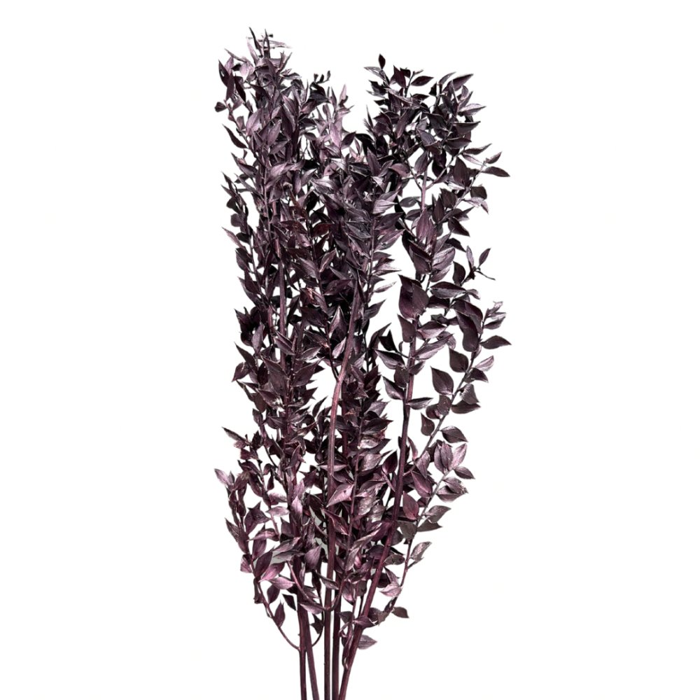 Italian Ruscus Aculeatus - Dry Flowers Traders | Dried and Preserved Flowers