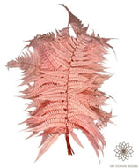 Large Leather fern (Rumohra adiantiformis) - Dry Flowers Traders