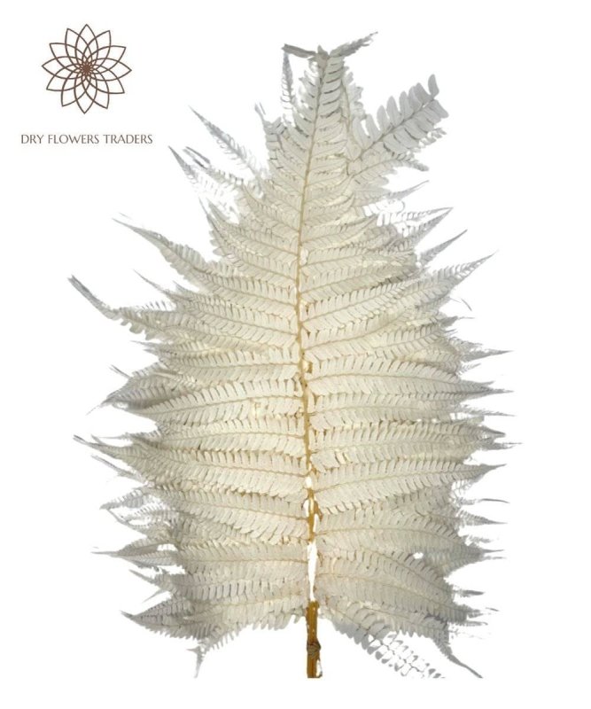 Large Leather fern (Rumohra adiantiformis) - Dry Flowers Traders