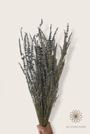 Lavender (Lavandula) - Dry Flowers Traders