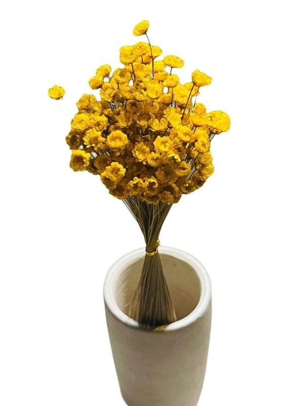 Little star (Chrysanthemum) - Dry Flowers Traders