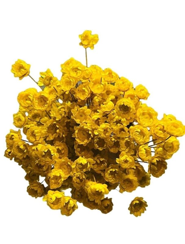 Little star (Chrysanthemum) - Dry Flowers Traders
