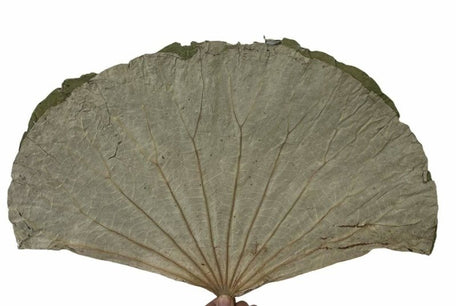 Lotus Leaves - Dry Flowers Traders