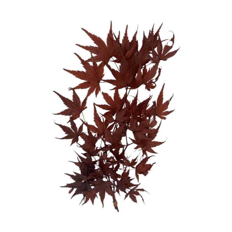 Maple Leaves - Dry Flowers Traders |