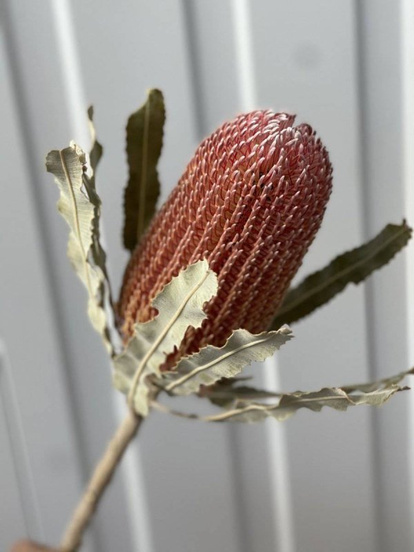 Menziesii Banksia - Dry Flowers Traders