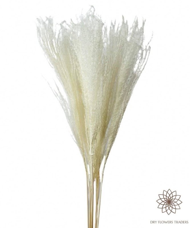 Mini Pampas/Brush the Dust (Cortaderia selloana) - Dry Flowers Traders